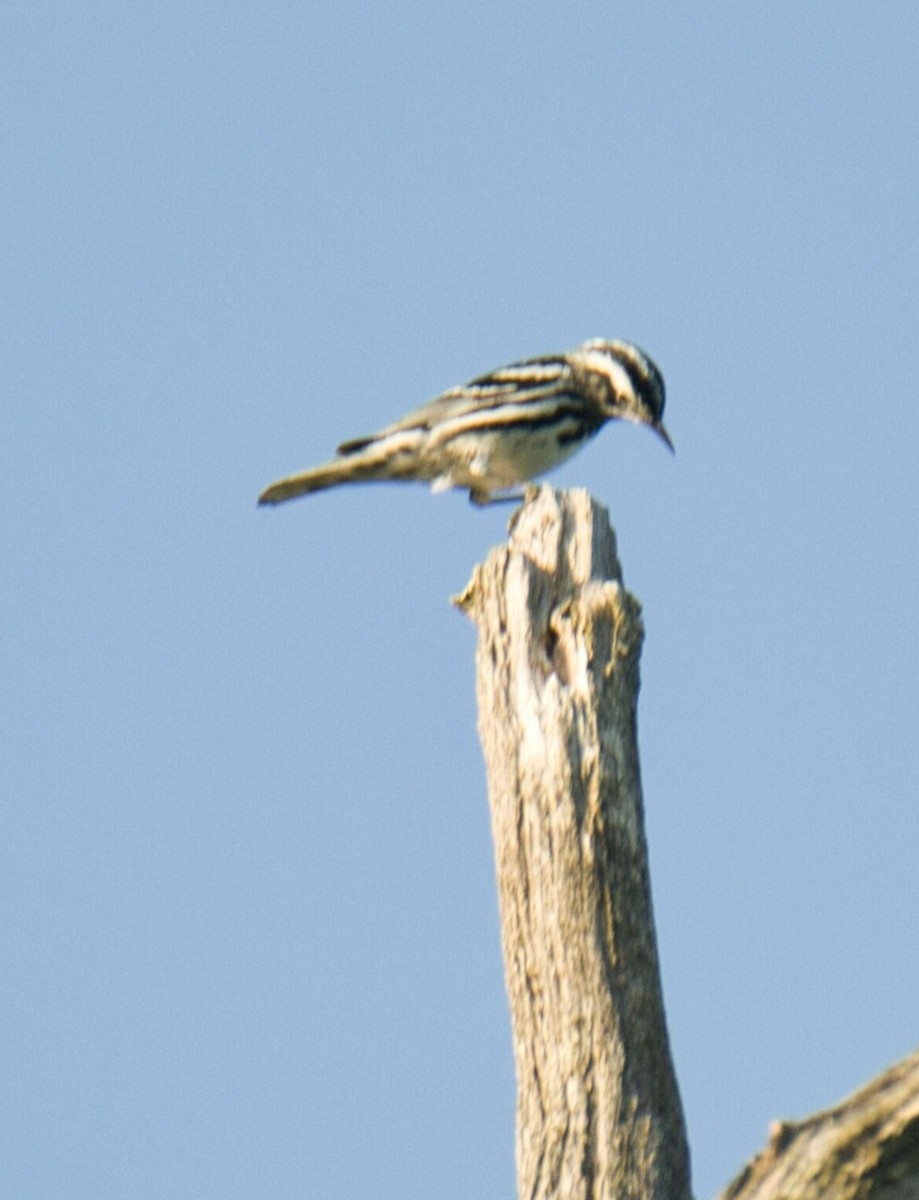 Black-and-white Warbler - ML619466889