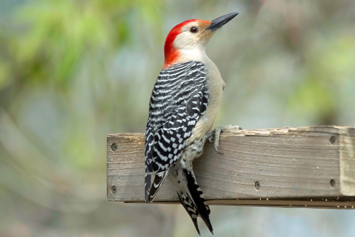 Red-bellied Woodpecker - ML619466899