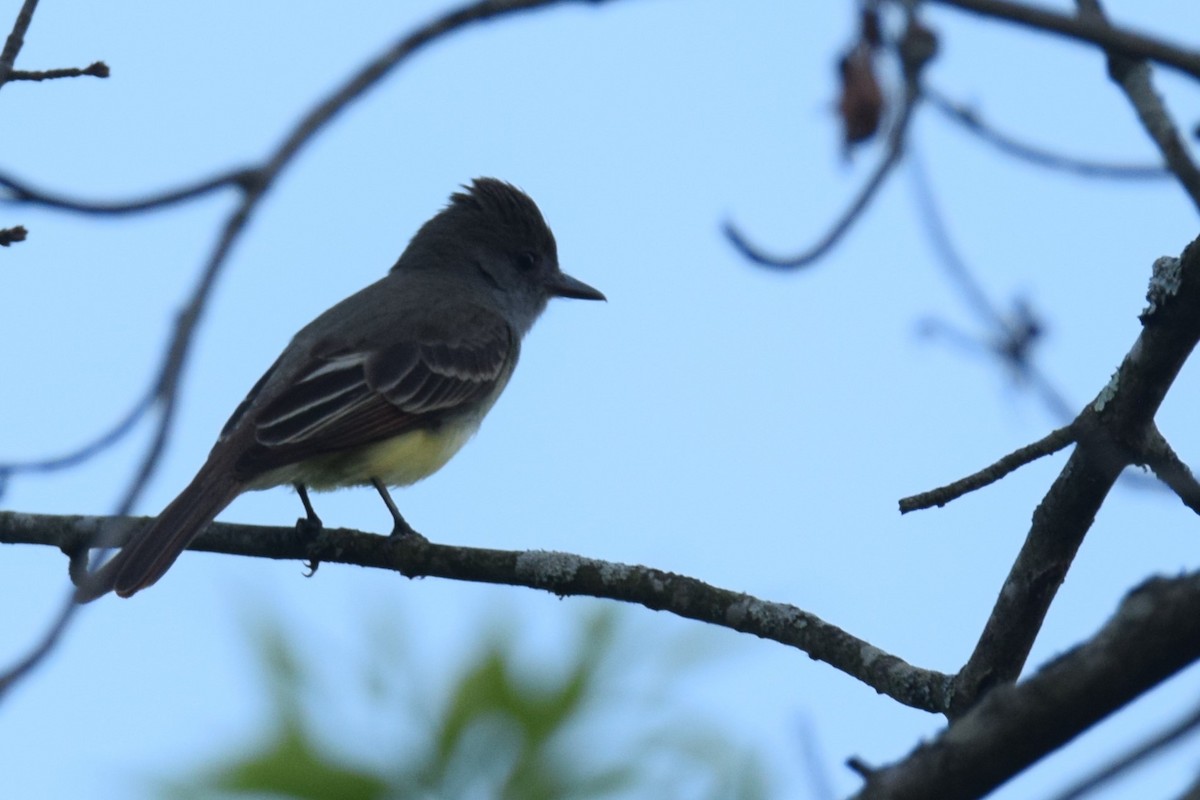 Great Crested Flycatcher - ML619466925