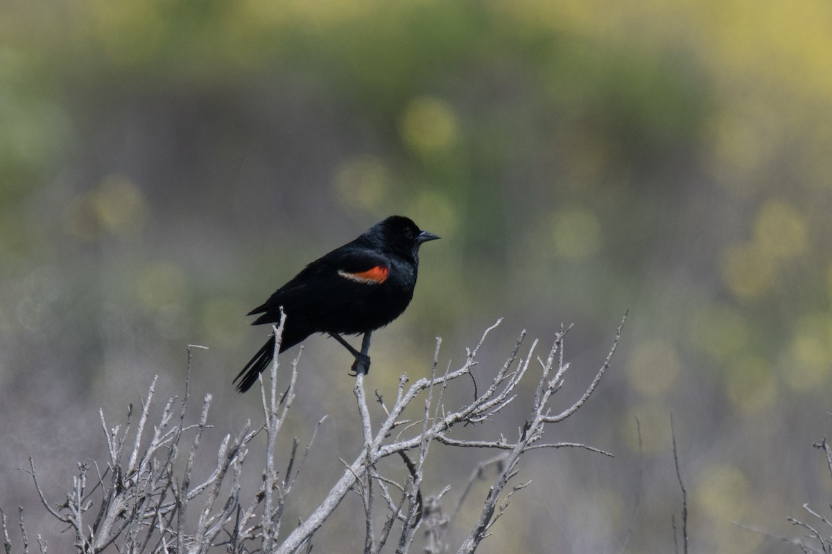 Red-winged Blackbird - ML619466940