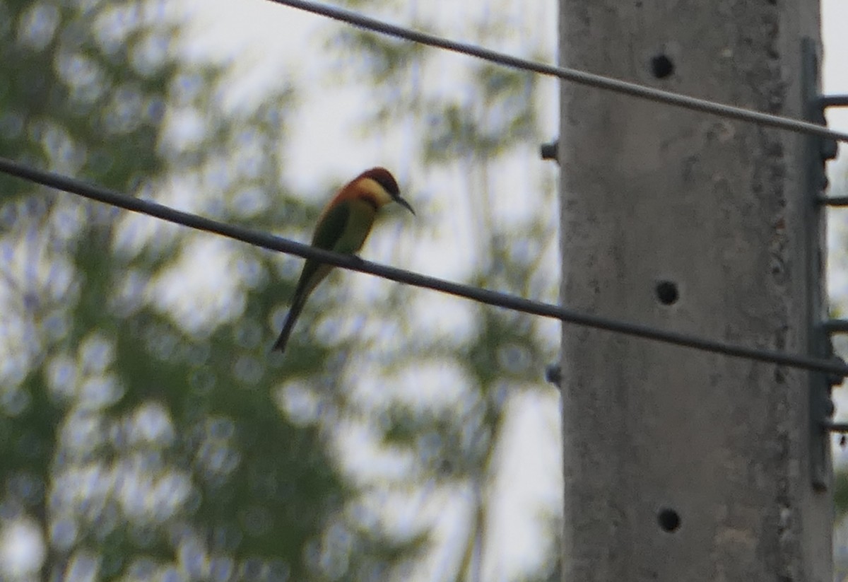 Chestnut-headed Bee-eater - ML619466946