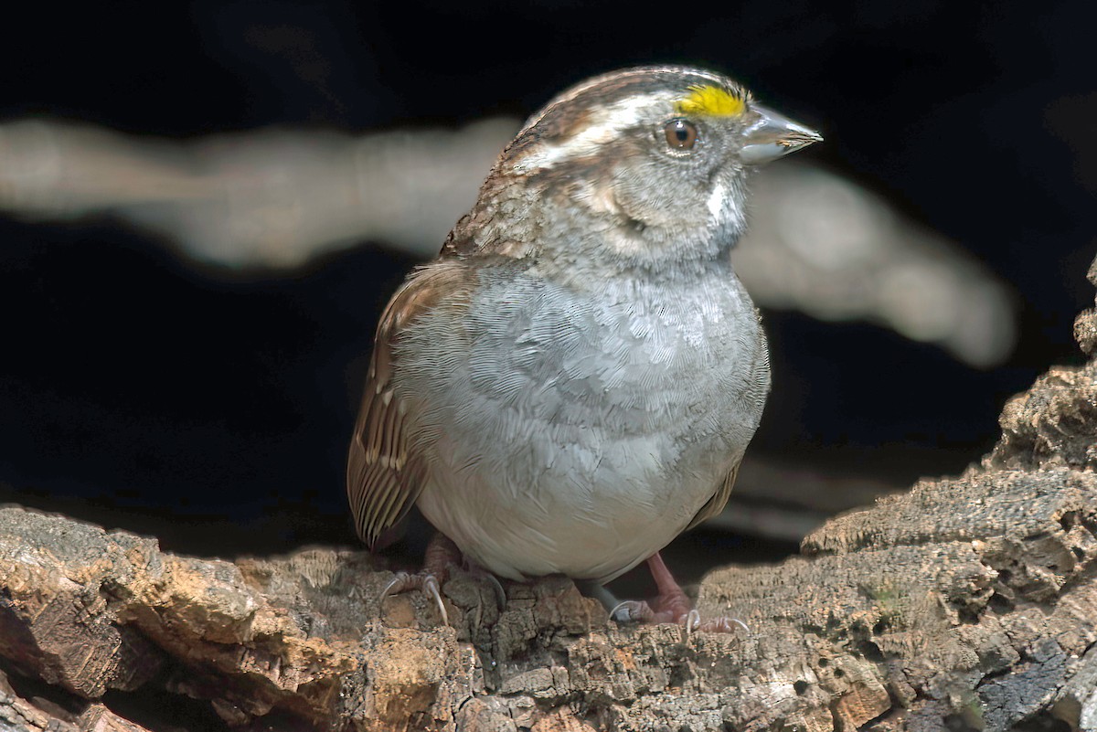 White-throated Sparrow - ML619467057