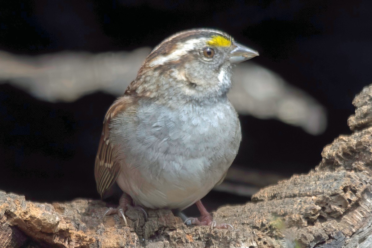 White-throated Sparrow - ML619467058