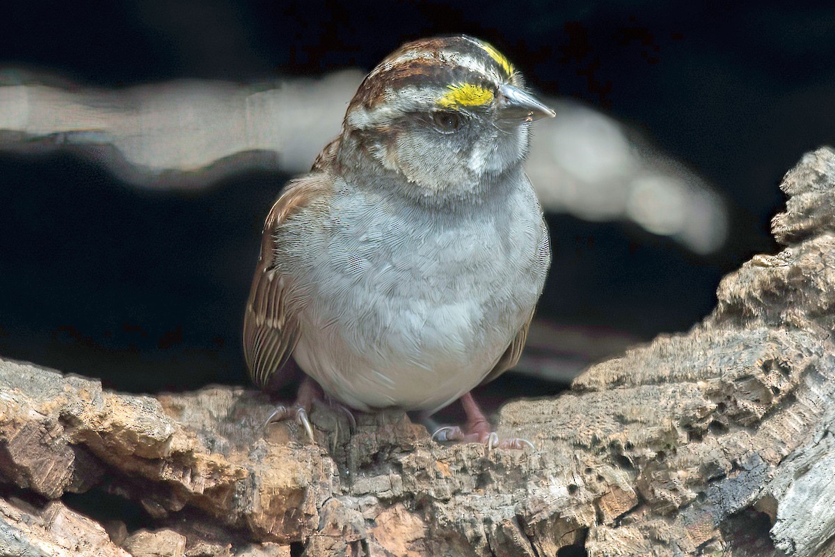 White-throated Sparrow - ML619467061