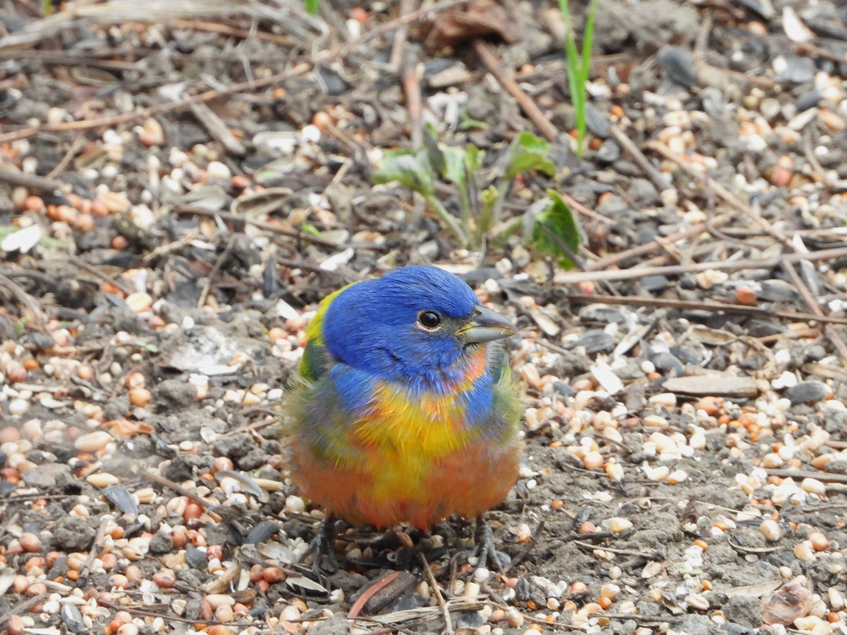 Painted Bunting - ML619467122