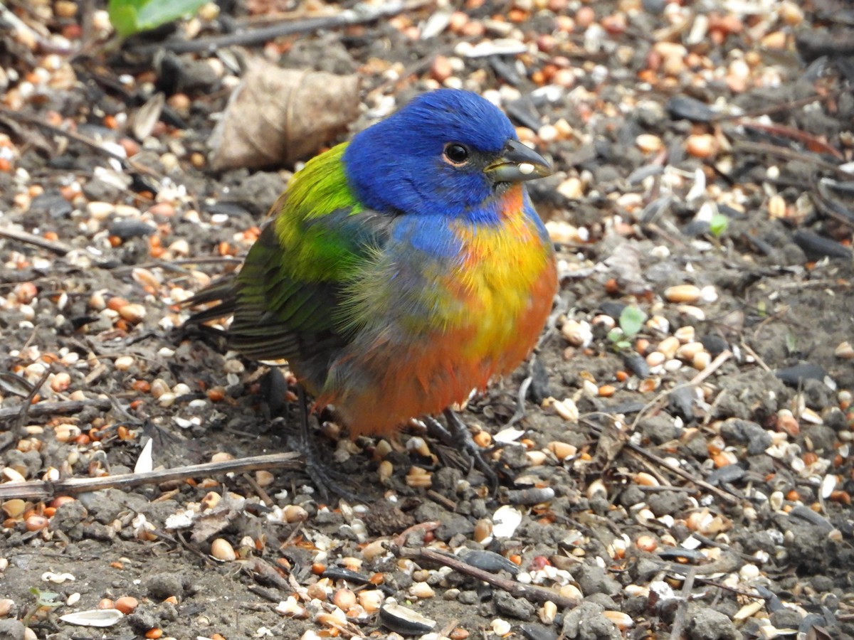 Painted Bunting - ML619467123