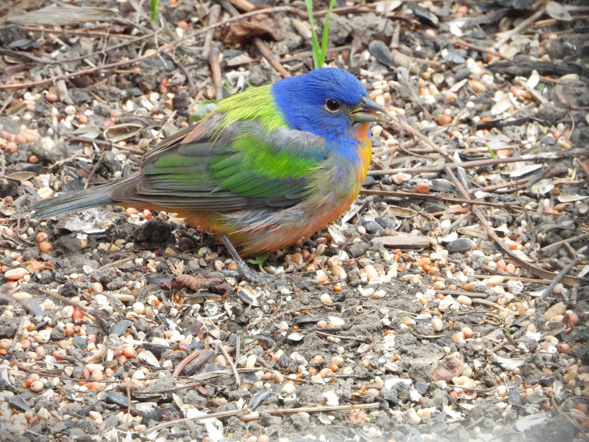 Painted Bunting - ML619467125