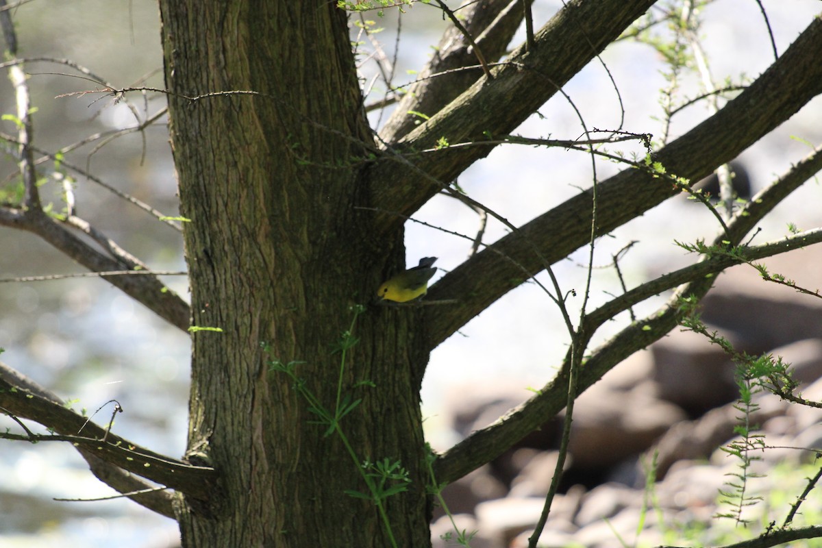 Prothonotary Warbler - ML619467145