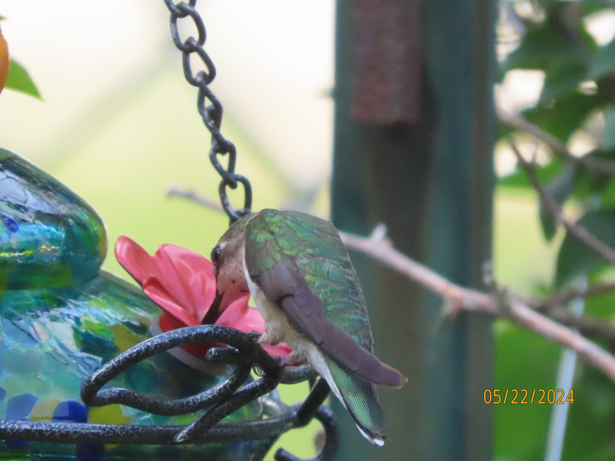 Ruby-throated Hummingbird - ML619467152