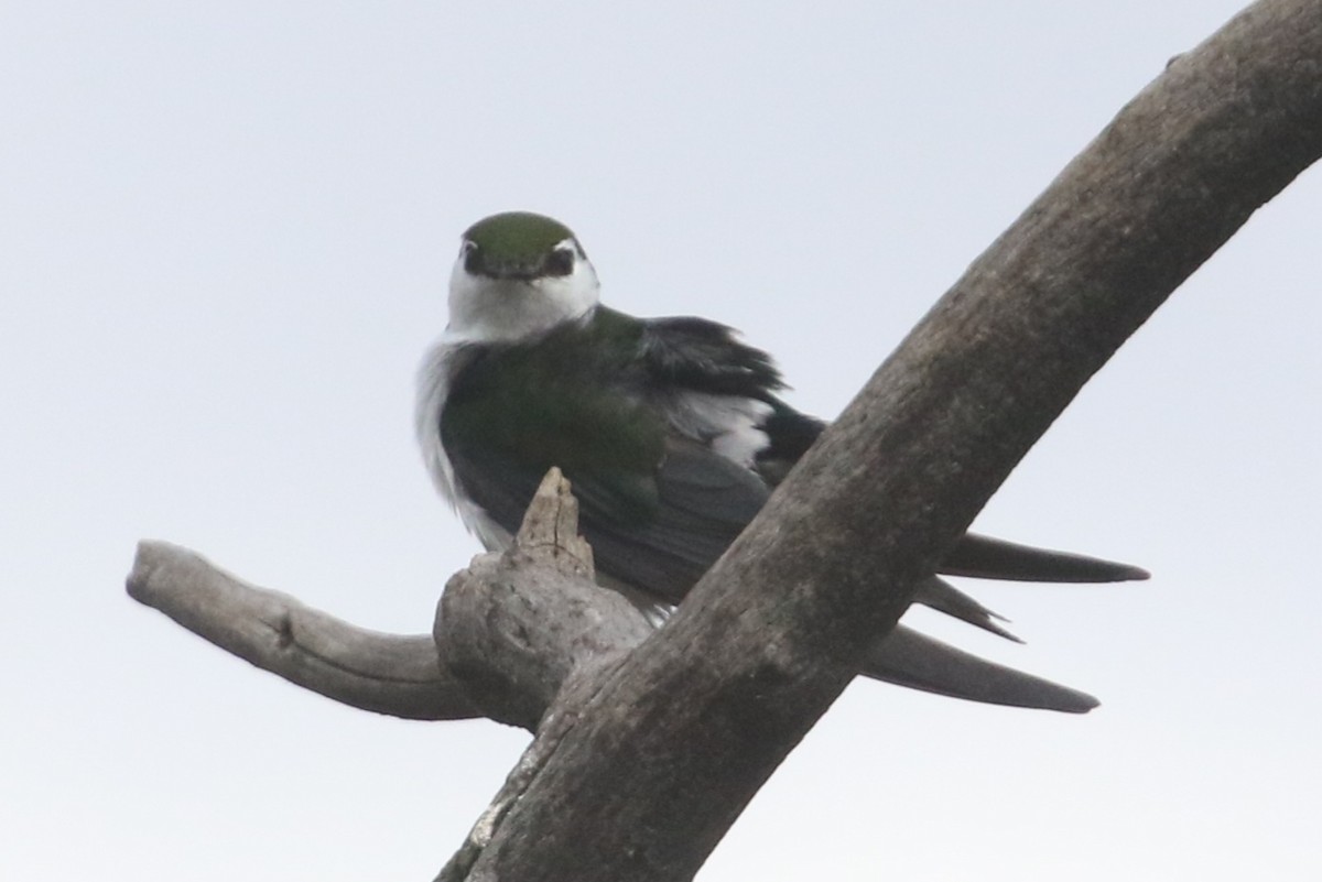 Violet-green Swallow - ML619467154