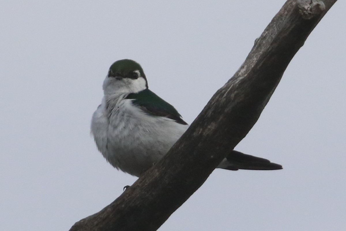 Violet-green Swallow - ML619467155