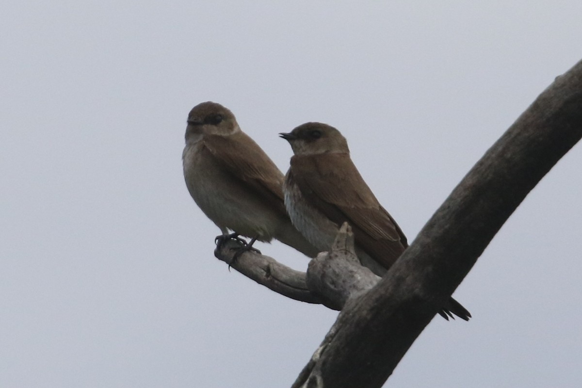 Northern Rough-winged Swallow - ML619467167
