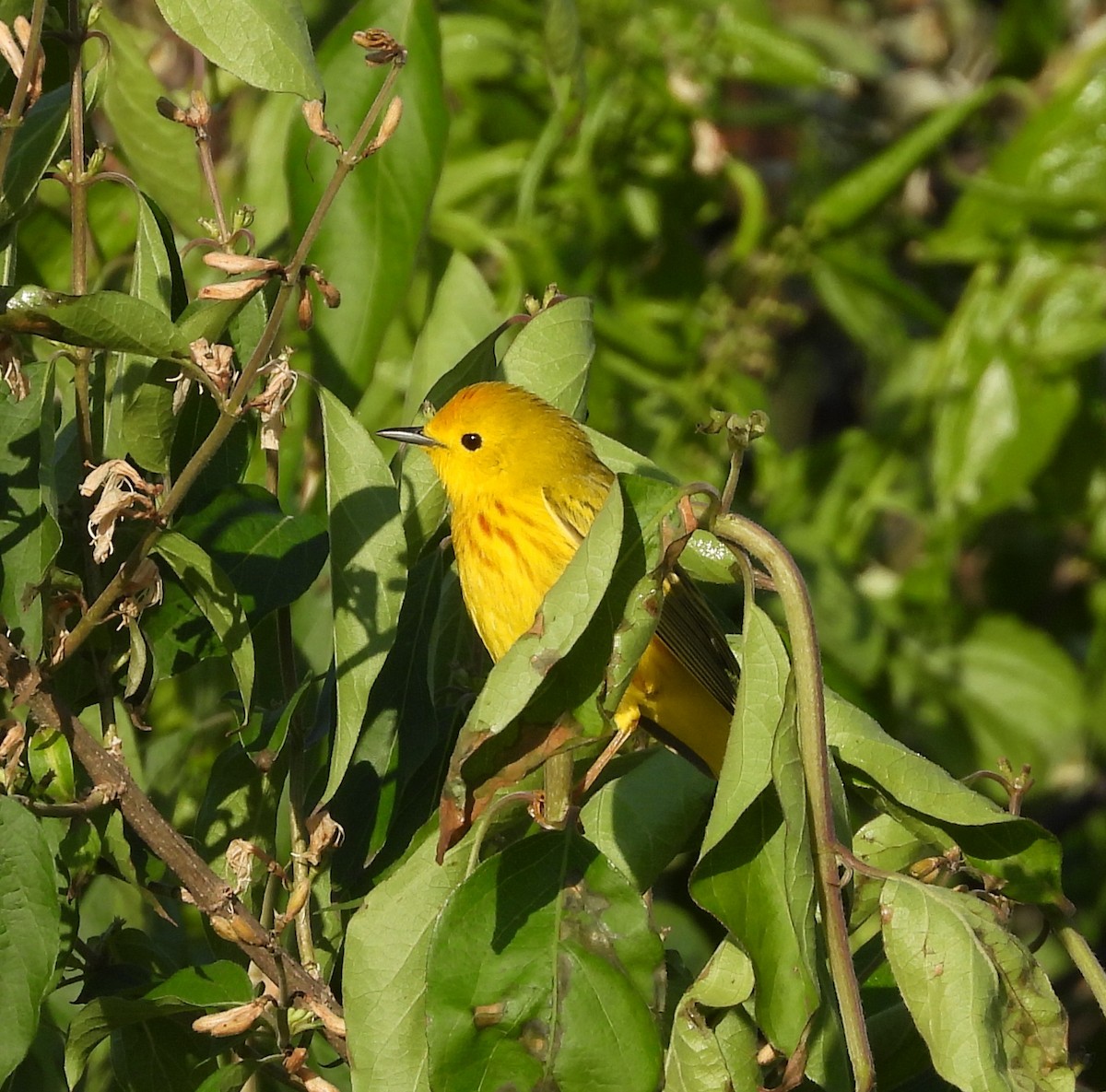 Yellow Warbler (Northern) - ML619467263