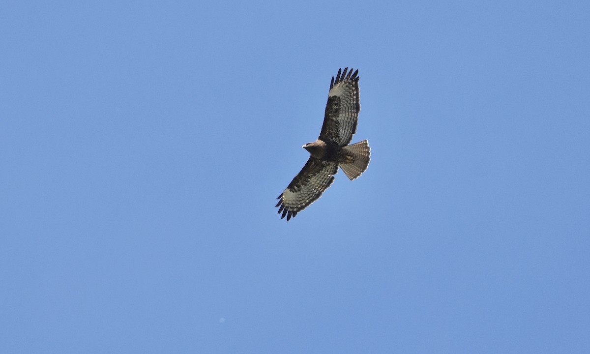 Red-tailed Hawk - ML619467273