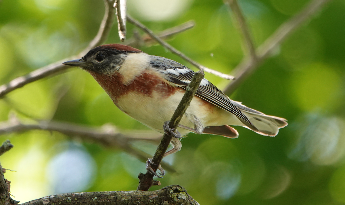 Bay-breasted Warbler - ML619467284