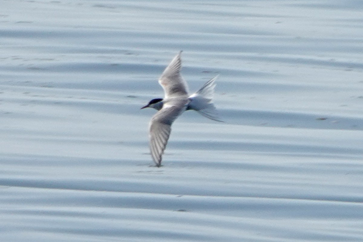 Arctic Tern - ML619467297