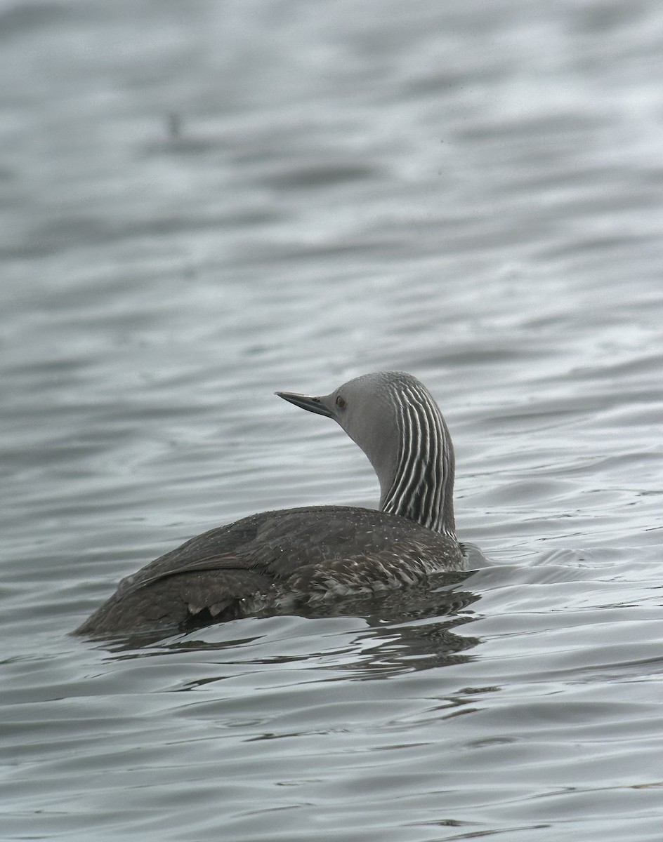Red-throated Loon - ML619467304