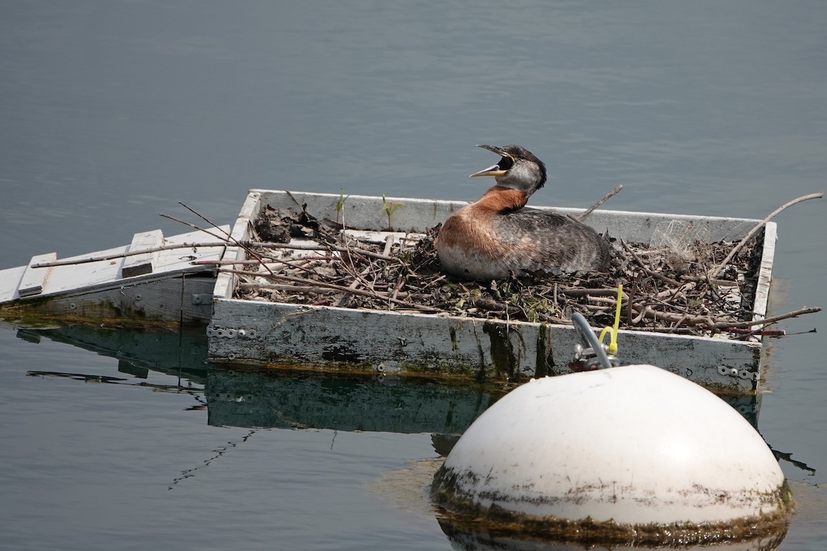 Red-necked Grebe - ML619467335