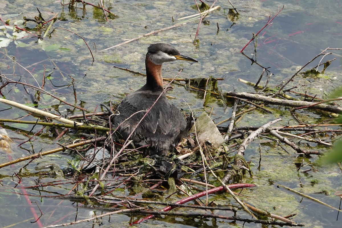 Red-necked Grebe - ML619467336