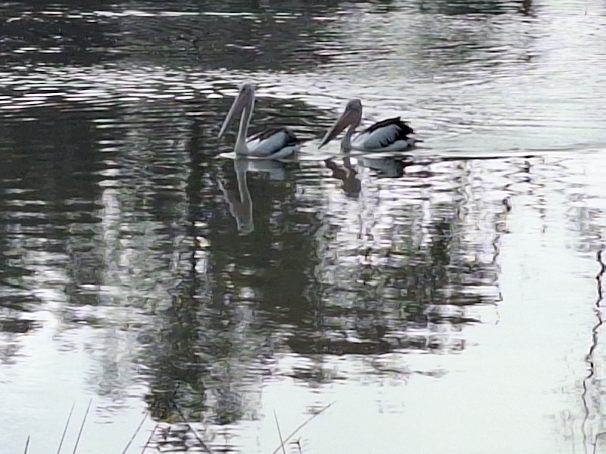 pelikán australský - ML619467345