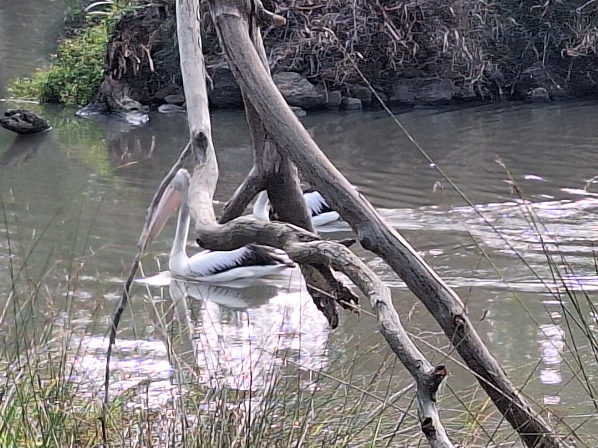 pelikán australský - ML619467348