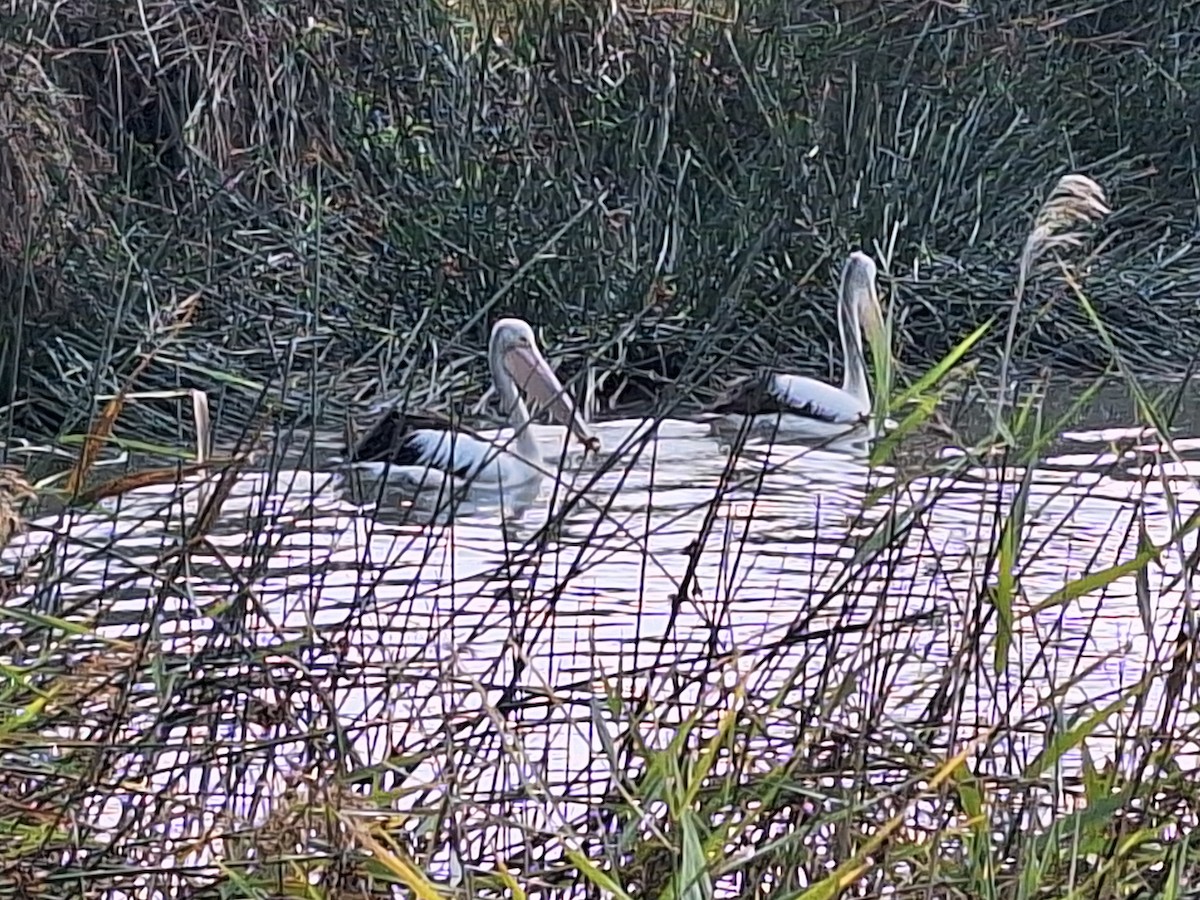 Австралийский пеликан - ML619467350