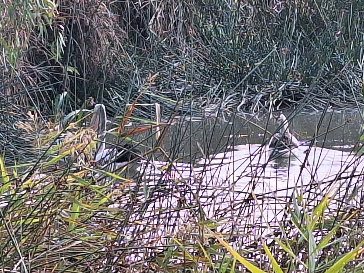 pelikán australský - ML619467351