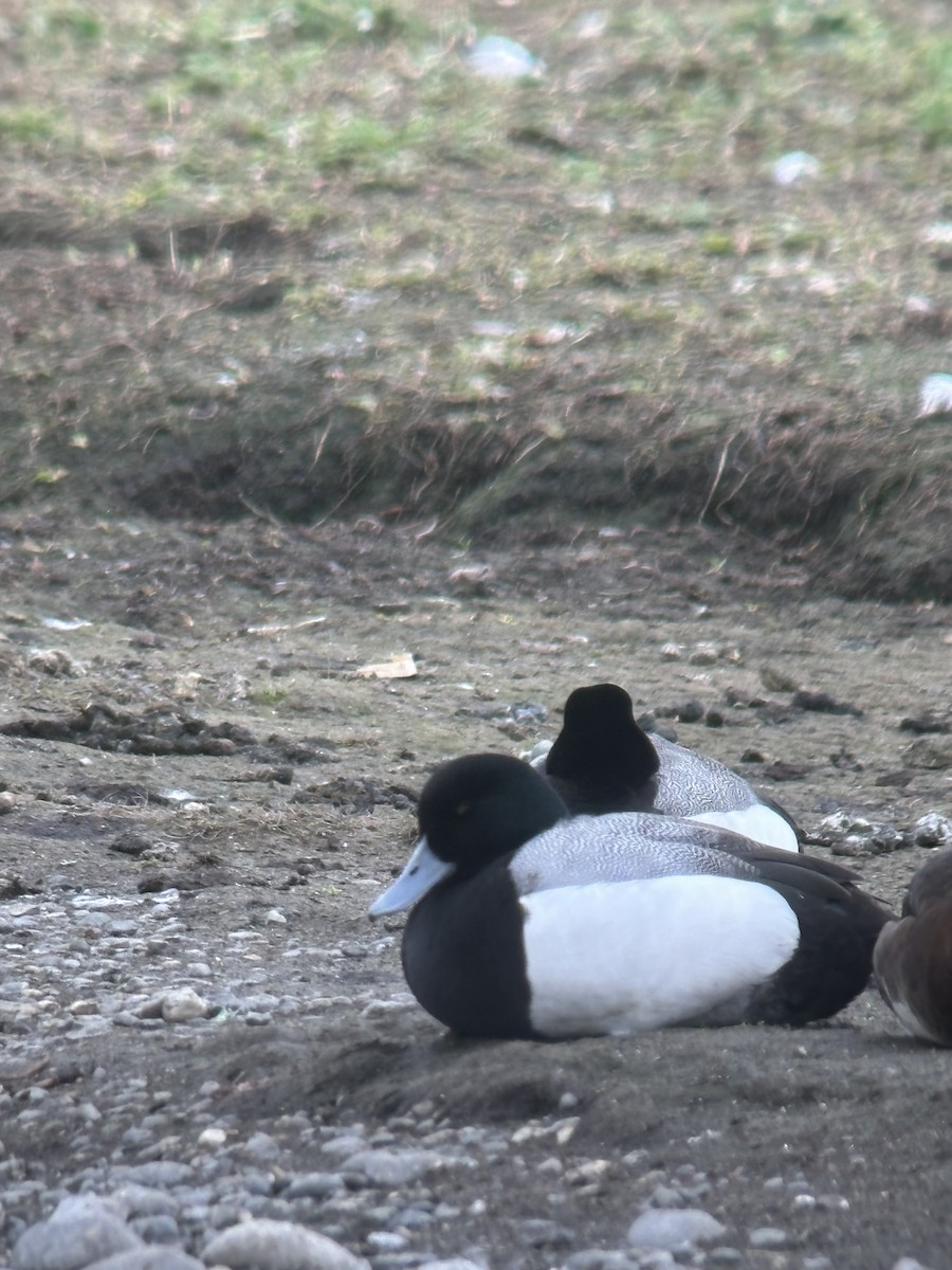 Greater Scaup - ML619467365