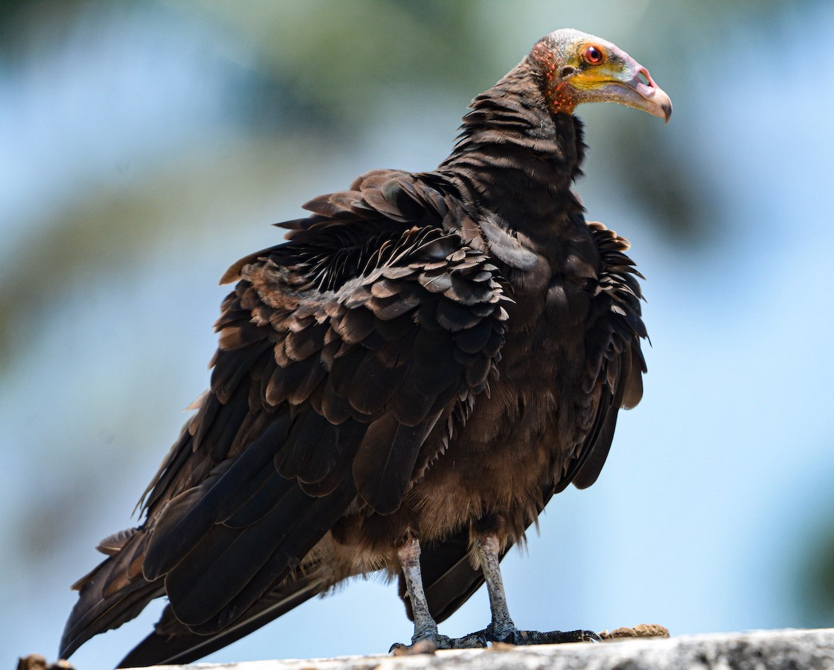 Lesser Yellow-headed Vulture - ML619467432