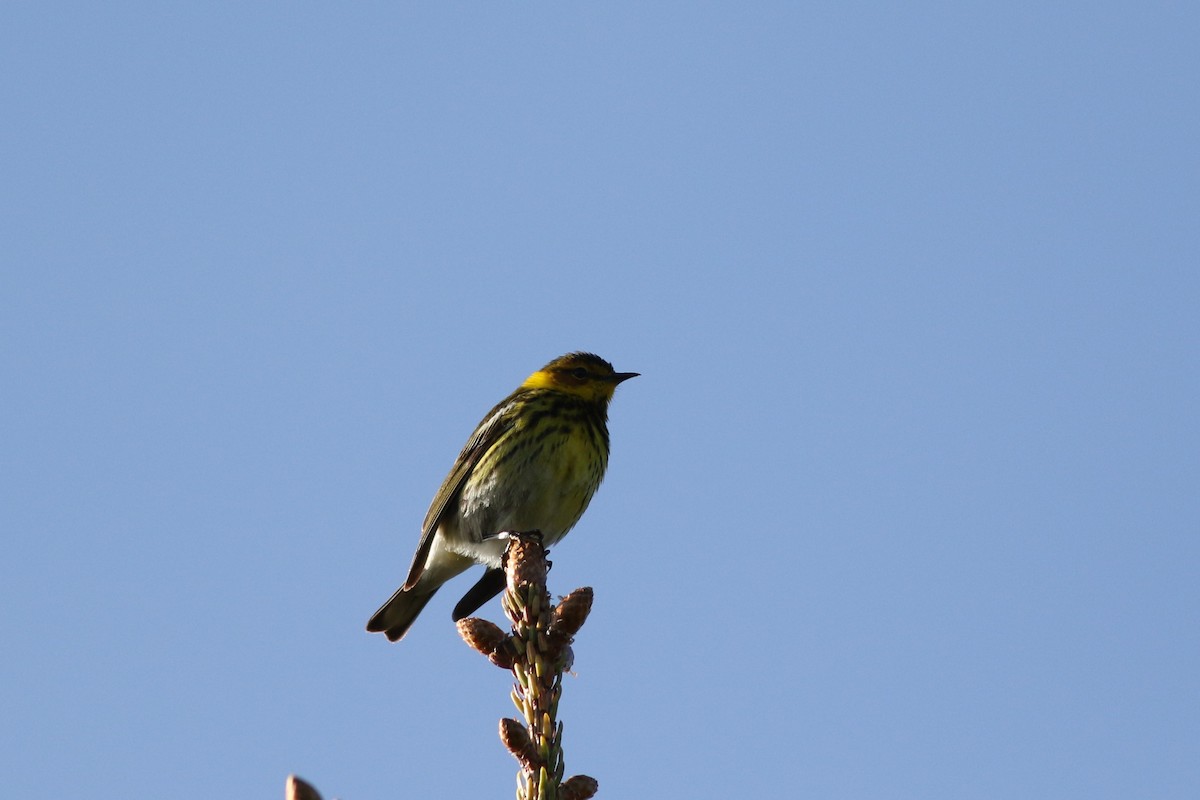 Cape May Warbler - ML619467477