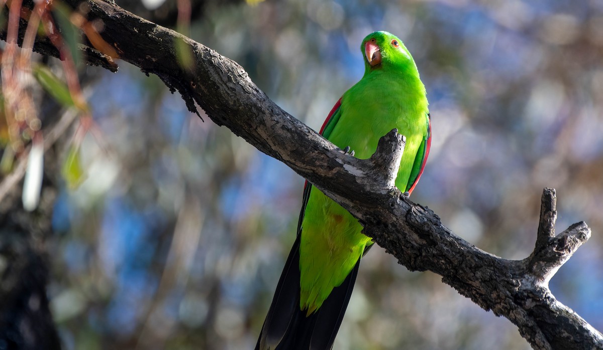 Red-winged Parrot - ML619467500