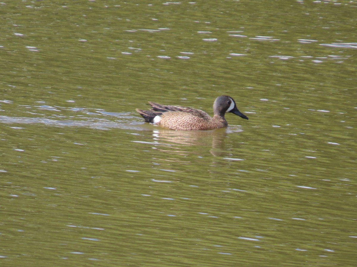 Blue-winged Teal - ML619467502