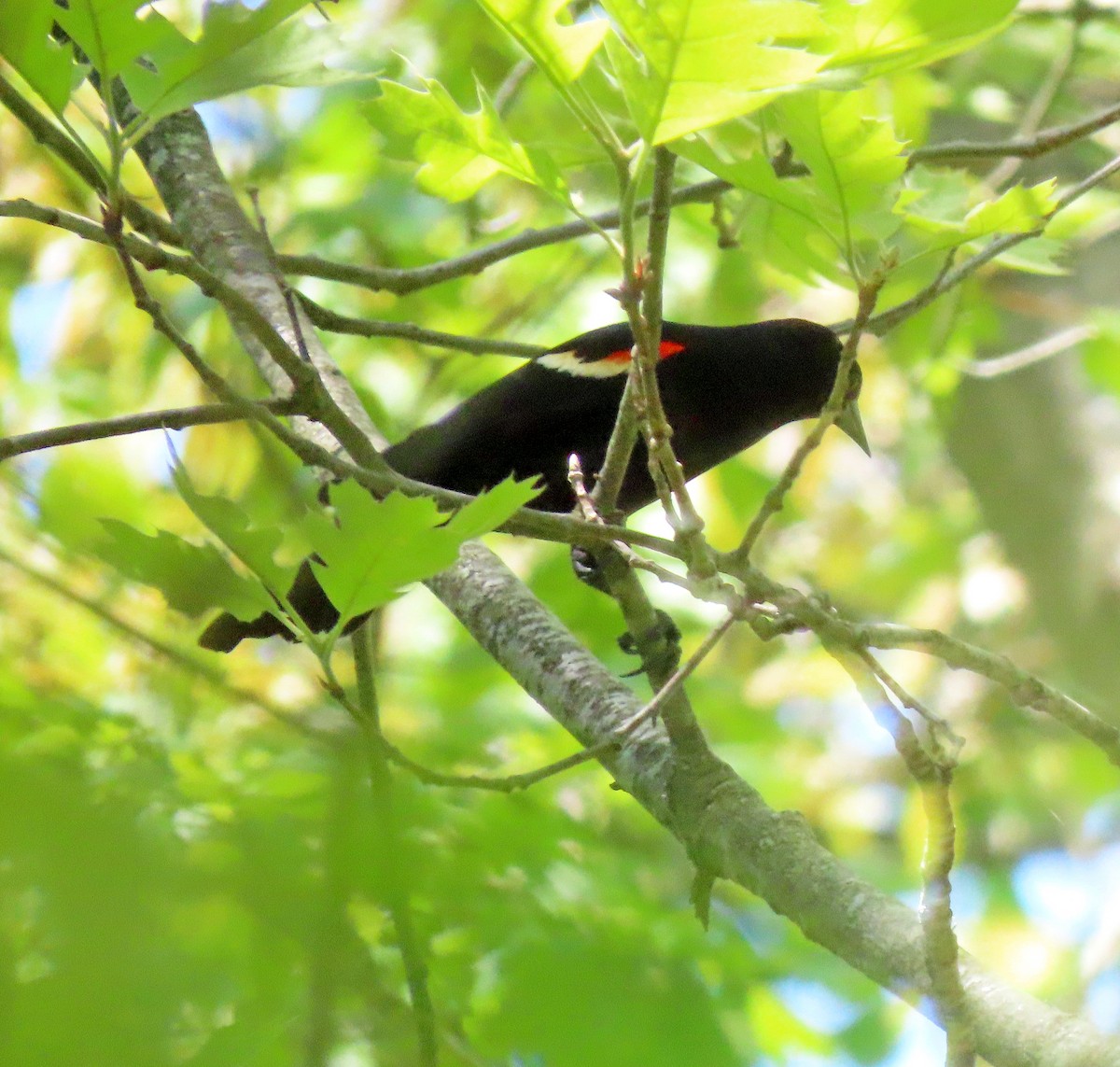 Red-winged Blackbird - ML619467511
