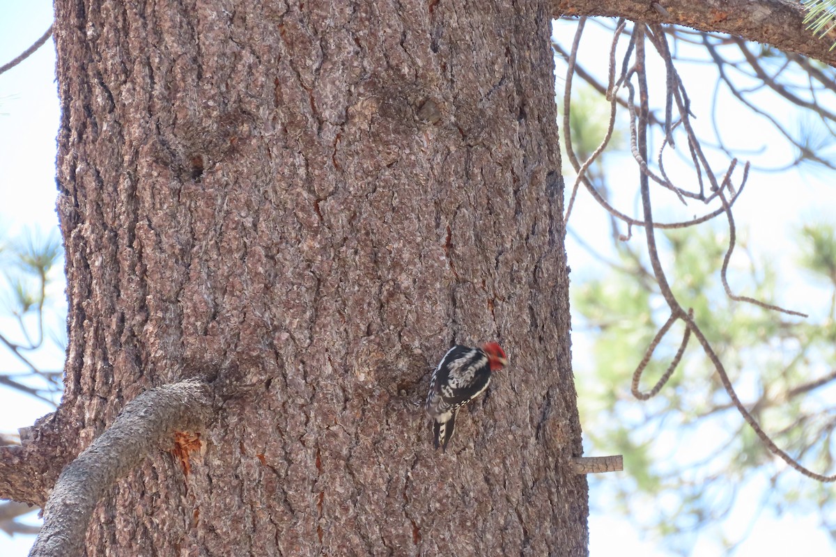 Red-breasted Sapsucker - ML619467520