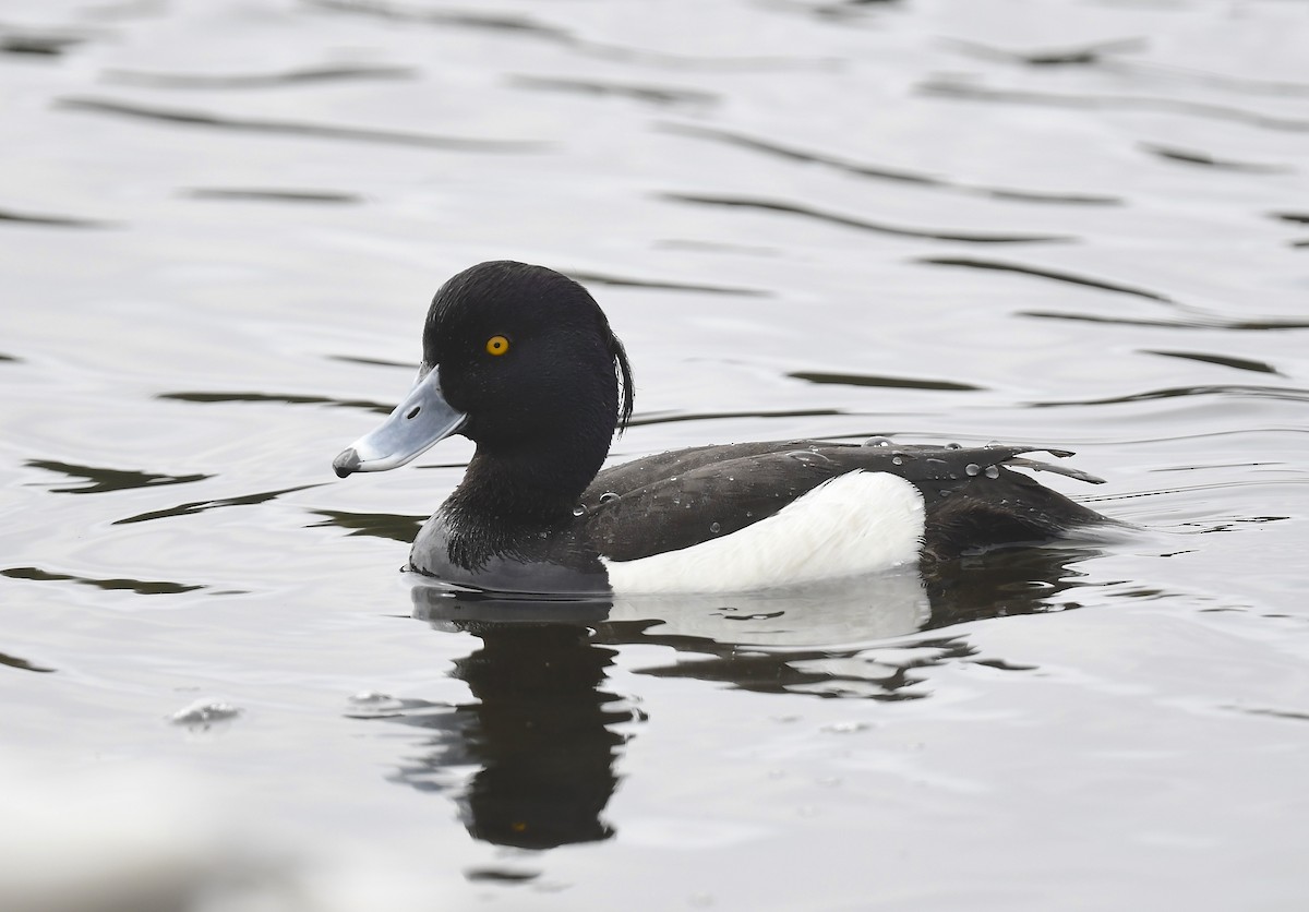 Tufted Duck - ML619467531