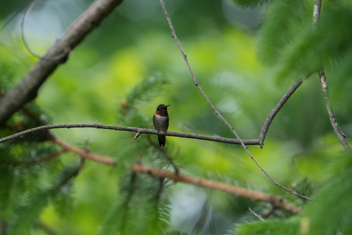 Ruby-throated Hummingbird - ML619467565