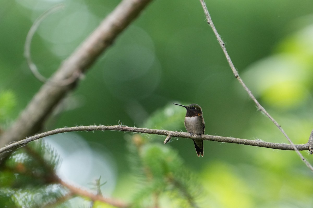 Ruby-throated Hummingbird - ML619467569