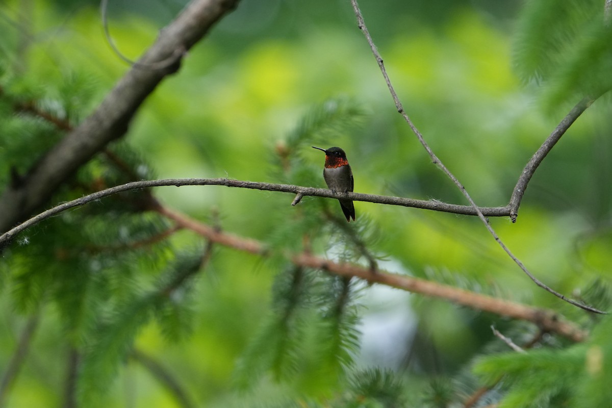 Ruby-throated Hummingbird - ML619467573