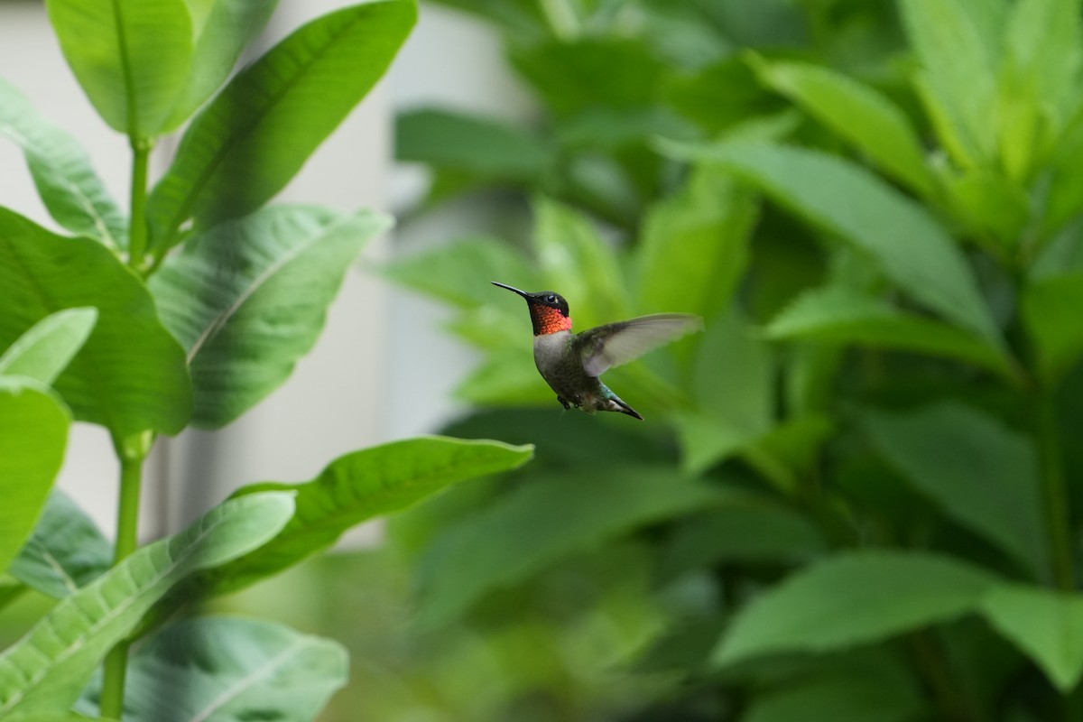 Ruby-throated Hummingbird - ML619467574