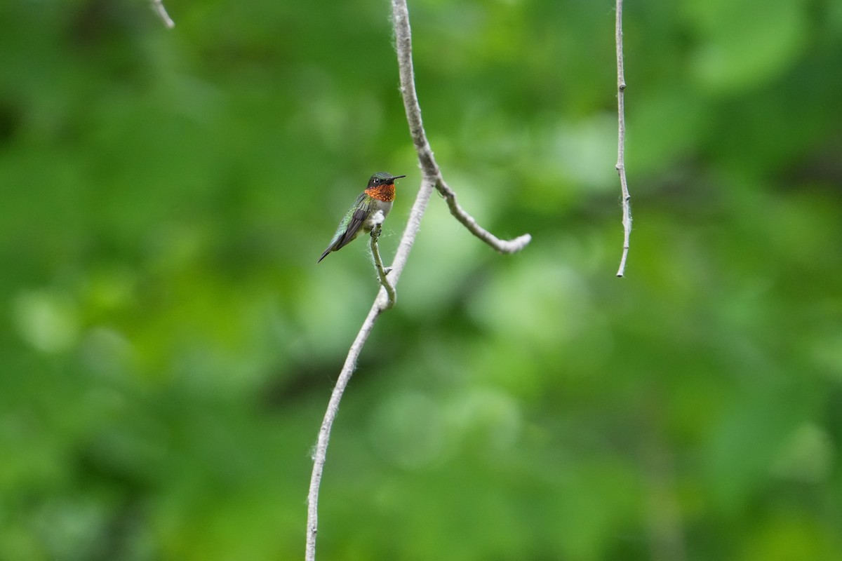 Ruby-throated Hummingbird - ML619467576