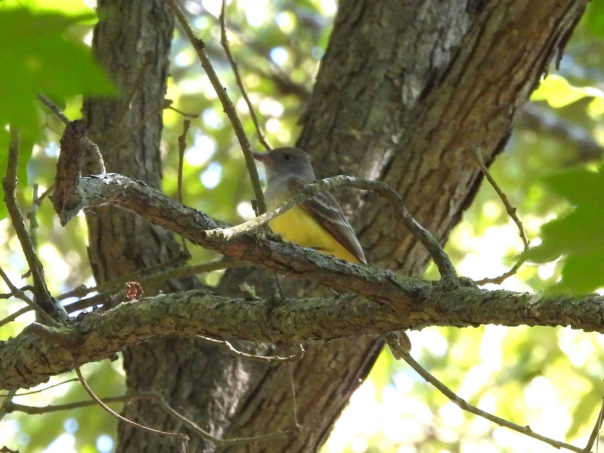 Great Crested Flycatcher - ML619467583