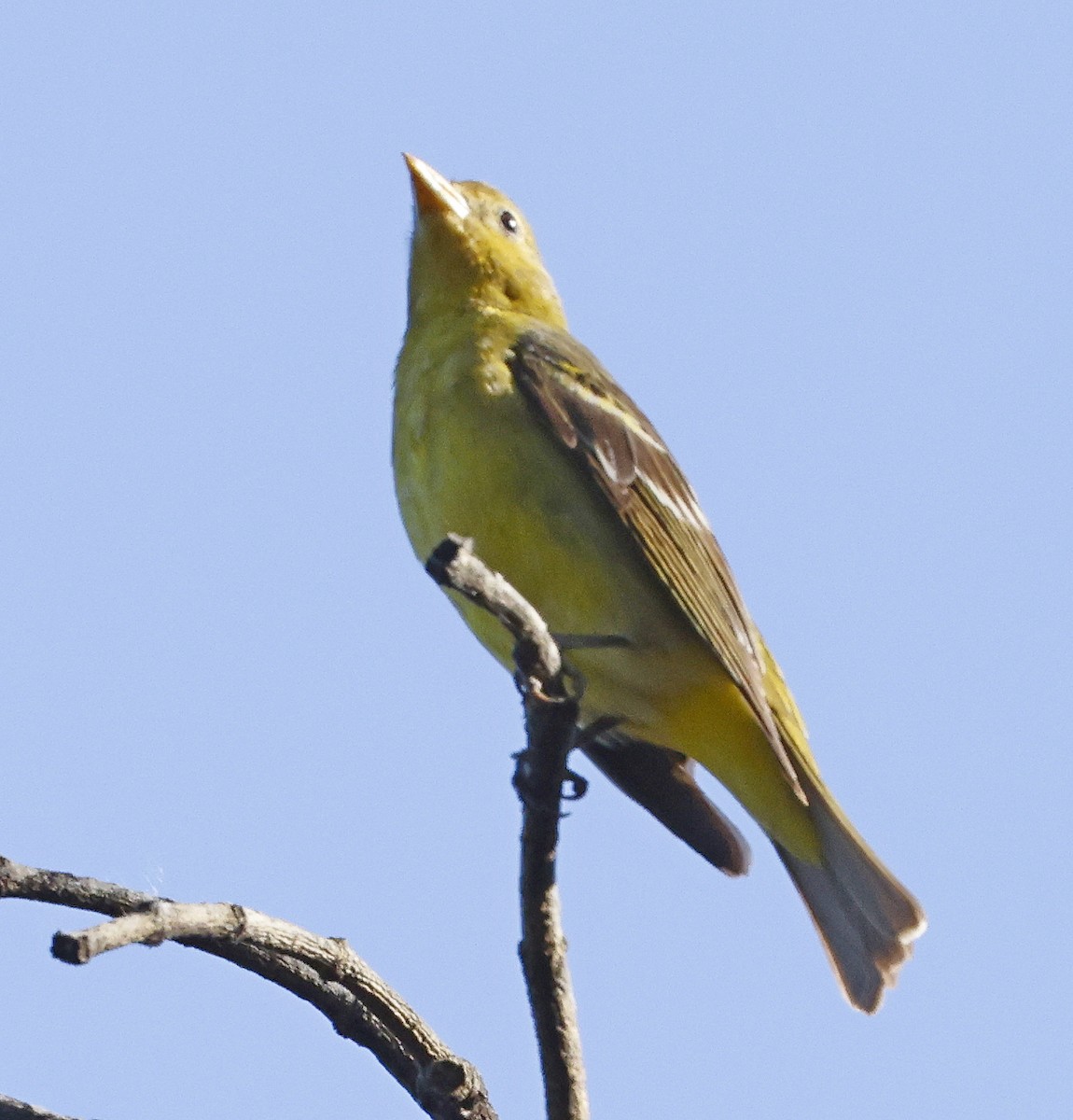 Western Tanager - ML619467615