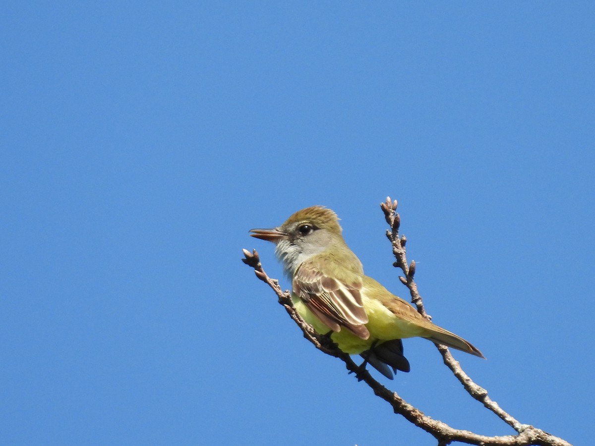 Great Crested Flycatcher - ML619467677