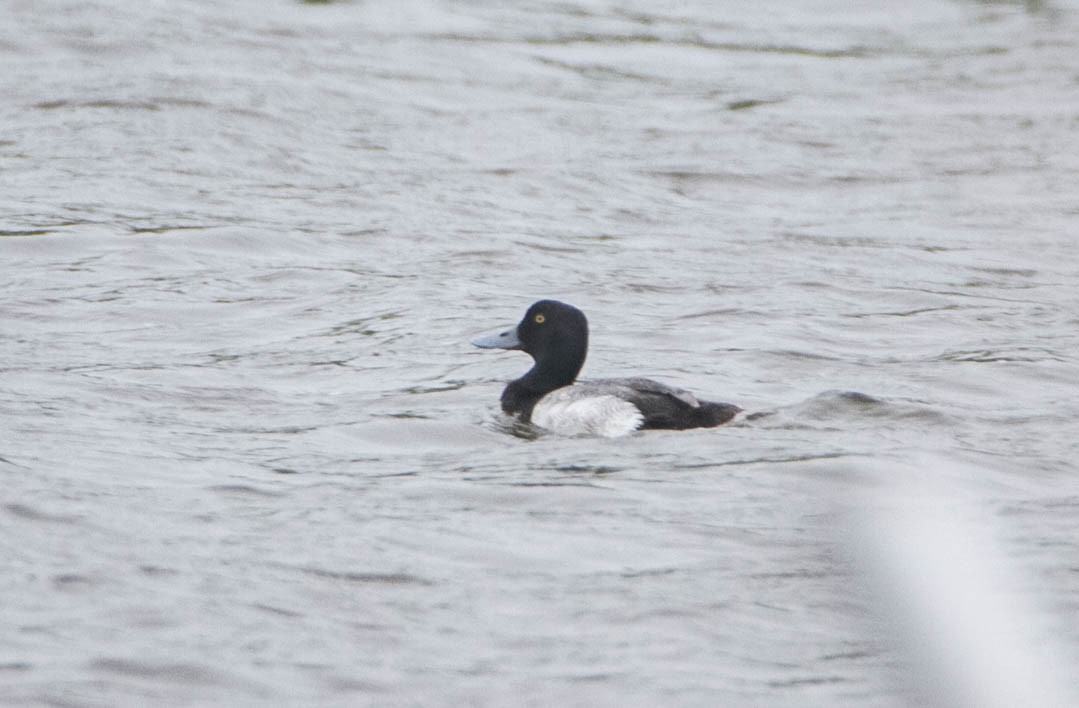 Greater Scaup - ML619467753