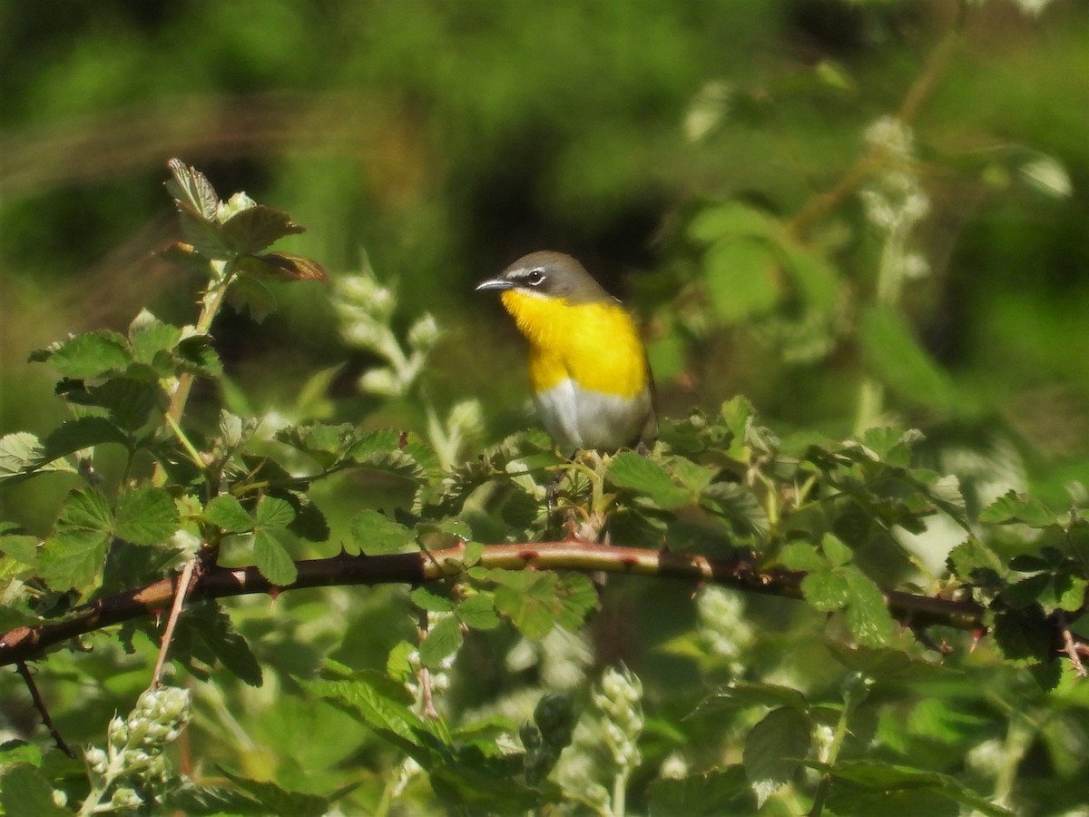 Yellow-breasted Chat - ML619467768