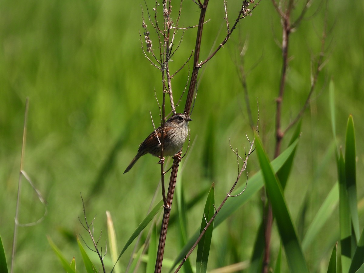 Swamp Sparrow - ML619467786