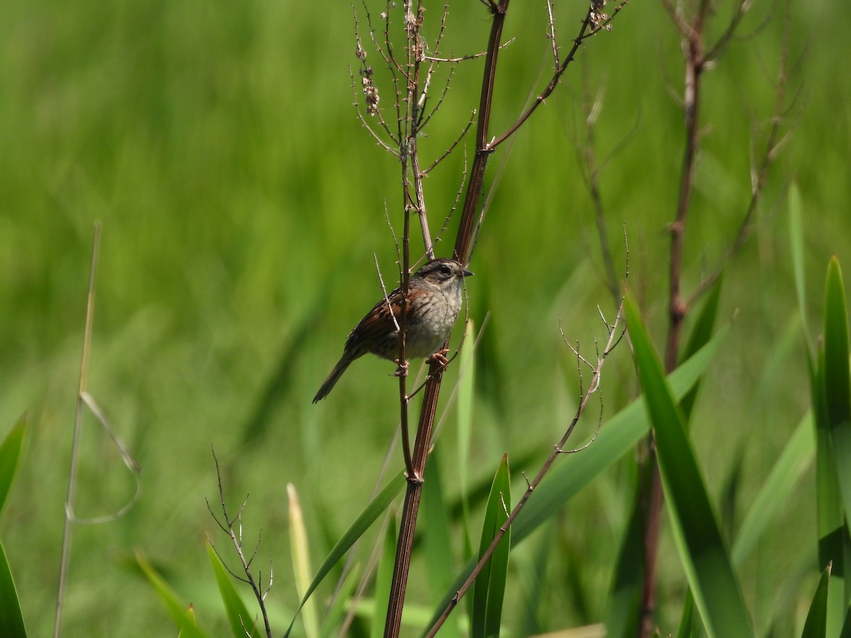 Swamp Sparrow - ML619467788