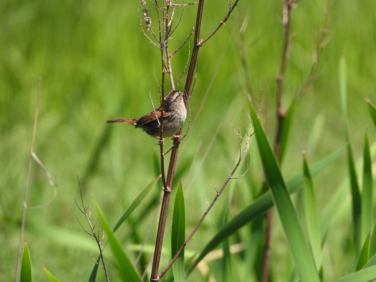 Swamp Sparrow - ML619467789