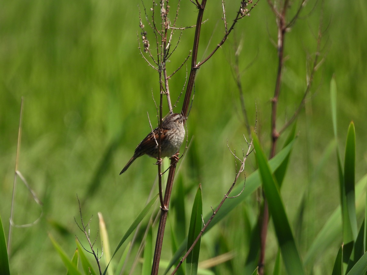 Swamp Sparrow - ML619467792