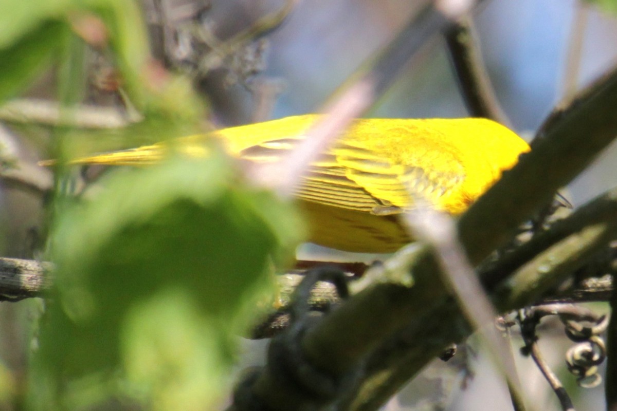 Yellow Warbler (Northern) - ML619467813